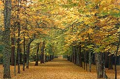 QUIERO MORIR EN OTOÑO